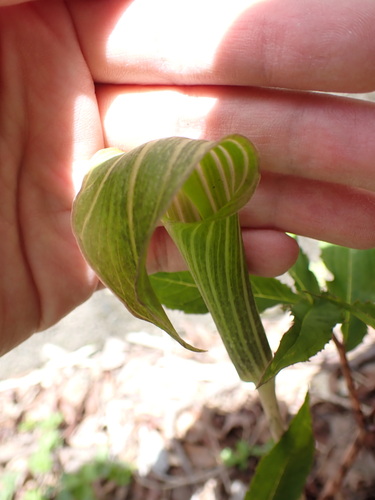 Image of Arisaema japonicum by (c) W Rao, some rights reserved (CC BY)