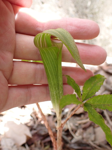 Arisaema japonicum, photograph 6