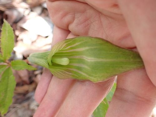 Image of Arisaema japonicum by (c) W Rao, some rights reserved (CC BY)