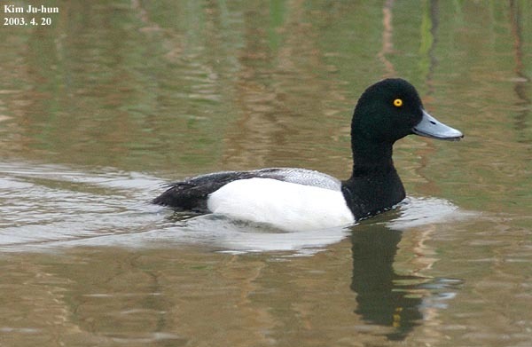 Greater Scaup