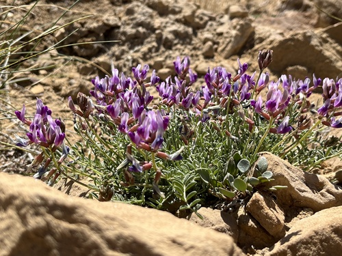 Astragalus cottamii