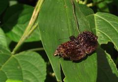 Cycloglypha thrasibulus