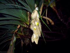 Pandanus utilis