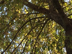 Hypsipetes amaurotis