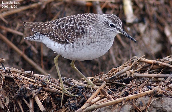 Foto de Wood Sandpiper