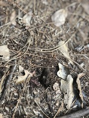 Camponotus floridanus