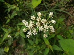 Asclepias angustifolia