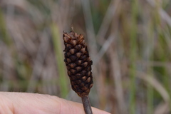 Xyris laxifolia iridifolia