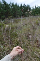 Xyris laxifolia iridifolia