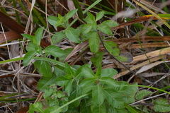 Hydrolea ovata