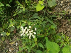 Asclepias angustifolia