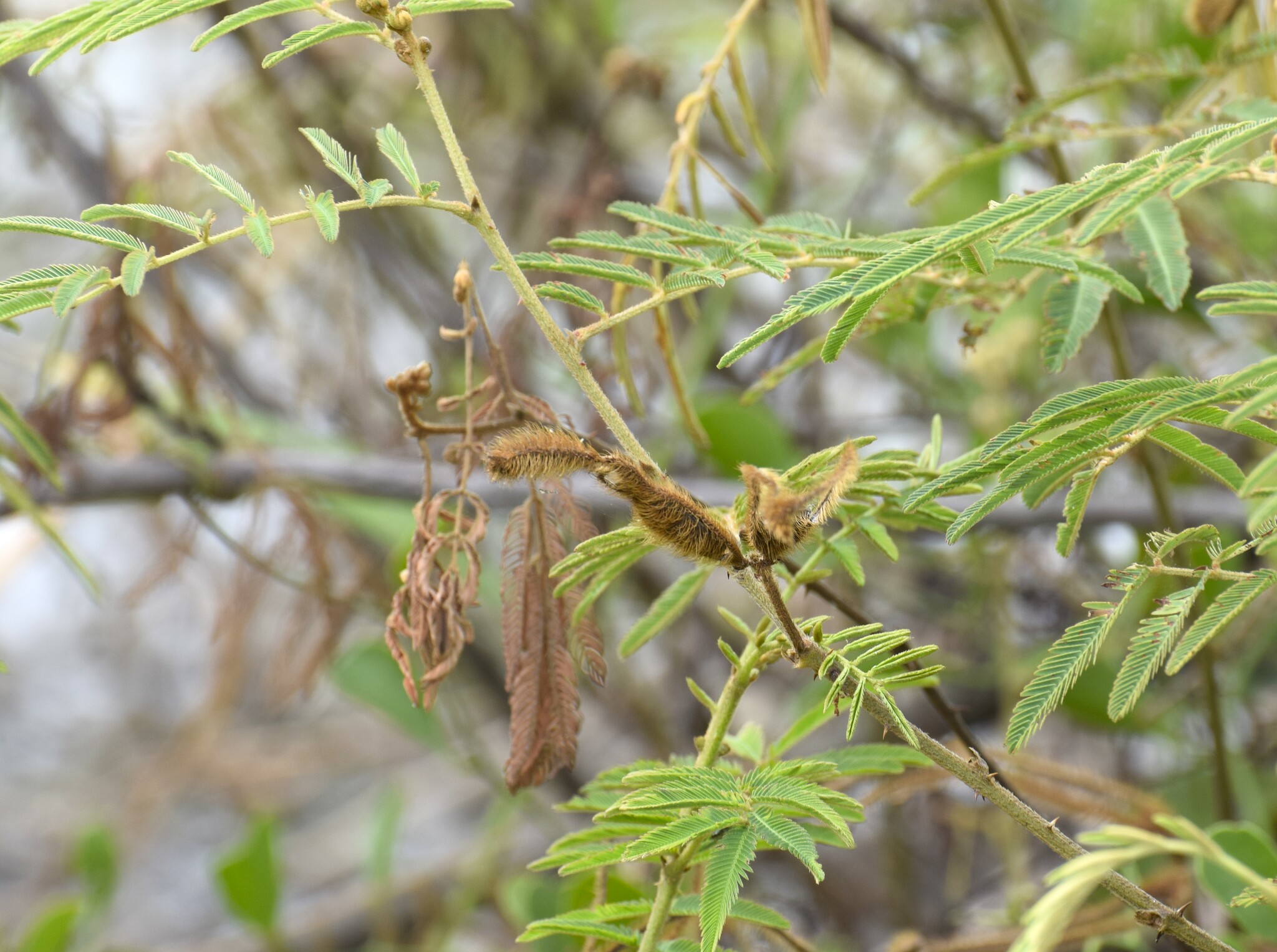 Mimosa pigra