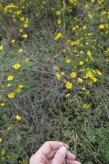 Kellochloa verrucosa