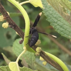 Parachartergus fraternus