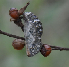 Junonia coenia