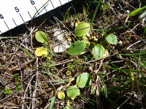 Mosquito Bills seedling