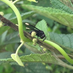Parachartergus fraternus