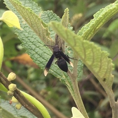 Parachartergus fraternus