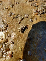 Isocladus armatus