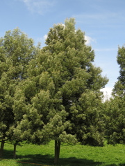Acacia melanoxylon