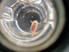 Isocladus armatus