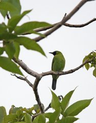 Chloropsis cyanopogon