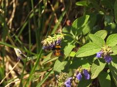 Bombus hortulanus