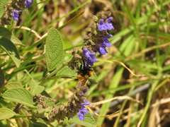 Bombus hortulanus