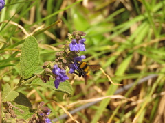 Bombus hortulanus