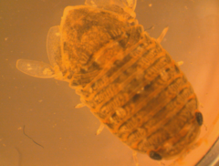 Exosphaeroma