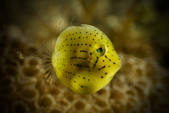 Pigmy Leatherjacket photo 3
