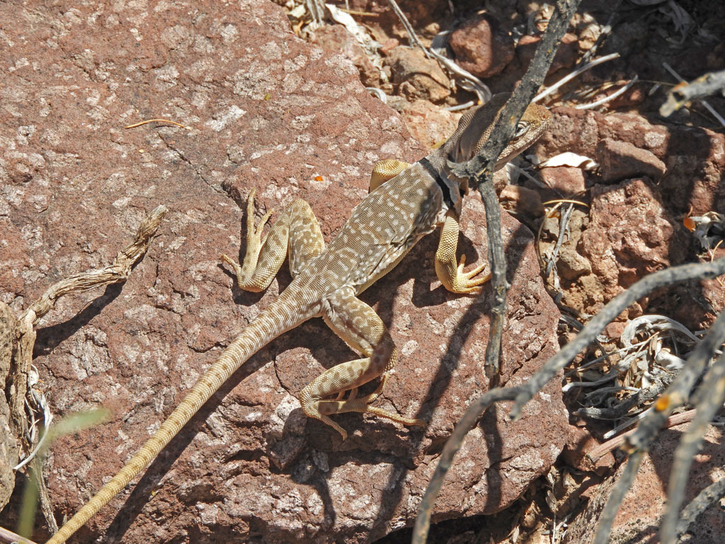 Sonoran Collared Lizard In April 2023 By Mike Plagens · INaturalist