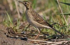 Anthus richardi