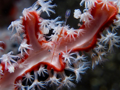 Manipontonia psamathe