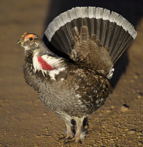 Dusky Grouse