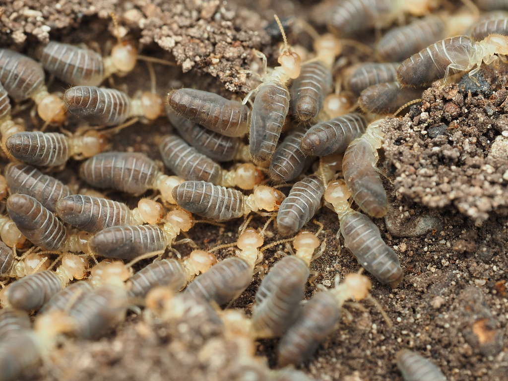 Typical Soldierless Termites and Allies