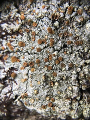 Brigantiaea leucoxantha