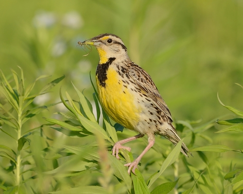Eastern Meadowlark, photo 3 of 7