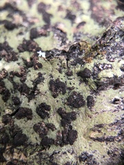 Bathelium carolinianum