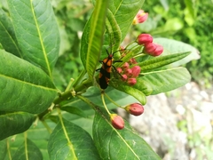 Oncopeltus varicolor varicolor