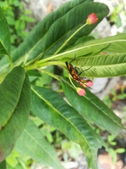 Oncopeltus varicolor varicolor