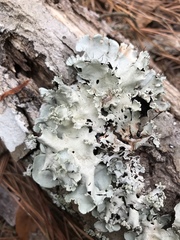 Parmotrema rampoddense