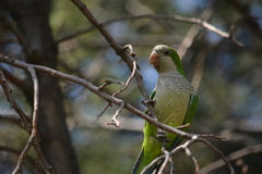 Myiopsitta monachus