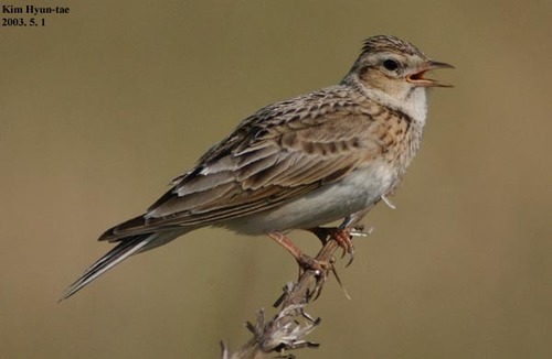Foto de Eurasian Skylark