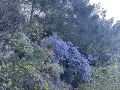 Ceanothus cuneatus var. ramulosus
