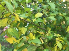 Tracheophyta
