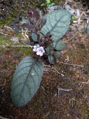 Strobilanthes reptans