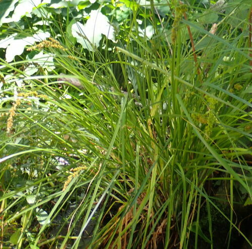 Image of Carex decomposita by (c) mfeaver, some rights reserved (CC BY)