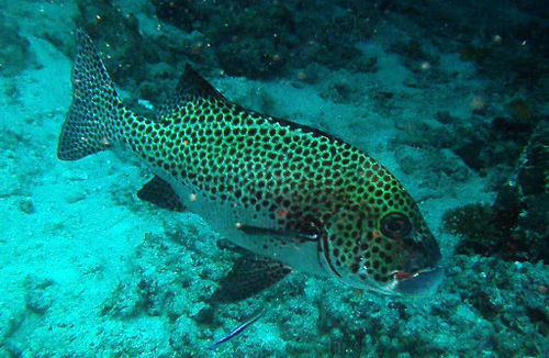 Harlequin Sweetlips — seen at this dive site
