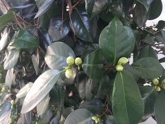 Camellia japonica